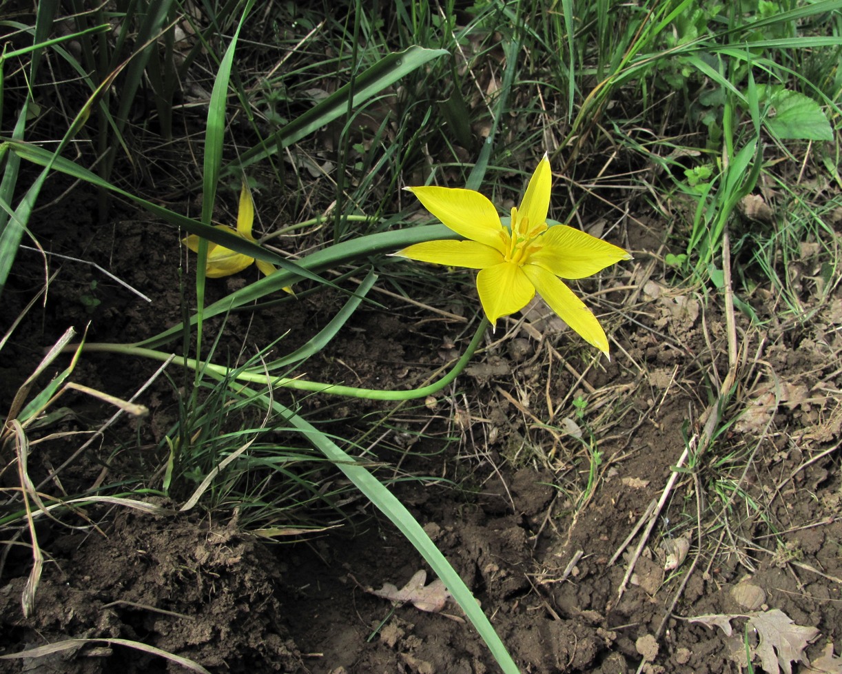 Изображение особи Tulipa sylvestris.