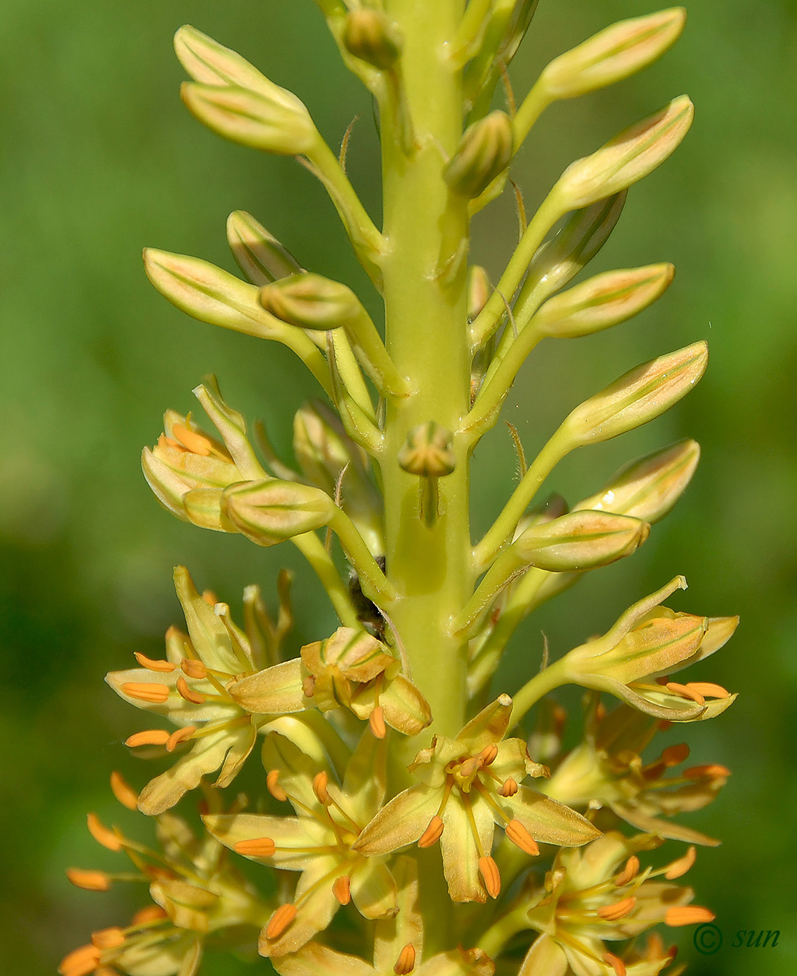 Image of Eremurus spectabilis specimen.