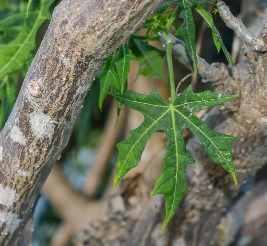 Изображение особи Cnidoscolus aconitifolius.