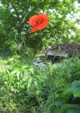 Papaver rhoeas. Верхушка цветущего растения. Краснодарский край, г. Краснодар, рудеральное место близ ж. д. 17.05.2019.