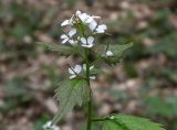 Alliaria petiolata