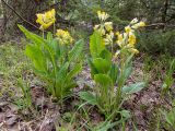 Primula macrocalyx