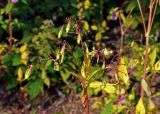 Impatiens glandulifera. Верхушка побега с плодами и листьями в осенней окраске. Московская обл., окр. г. Железнодорожный, опушка смешанного леса, вырубка. 25.09.2020.