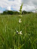 Stachys atherocalyx. Верхушка цветущего растения с кормящейся Oxythyrea funesta. Ростовская обл., Азовский р-н, с. Кугей, степной склон балки. 23.05.2022.