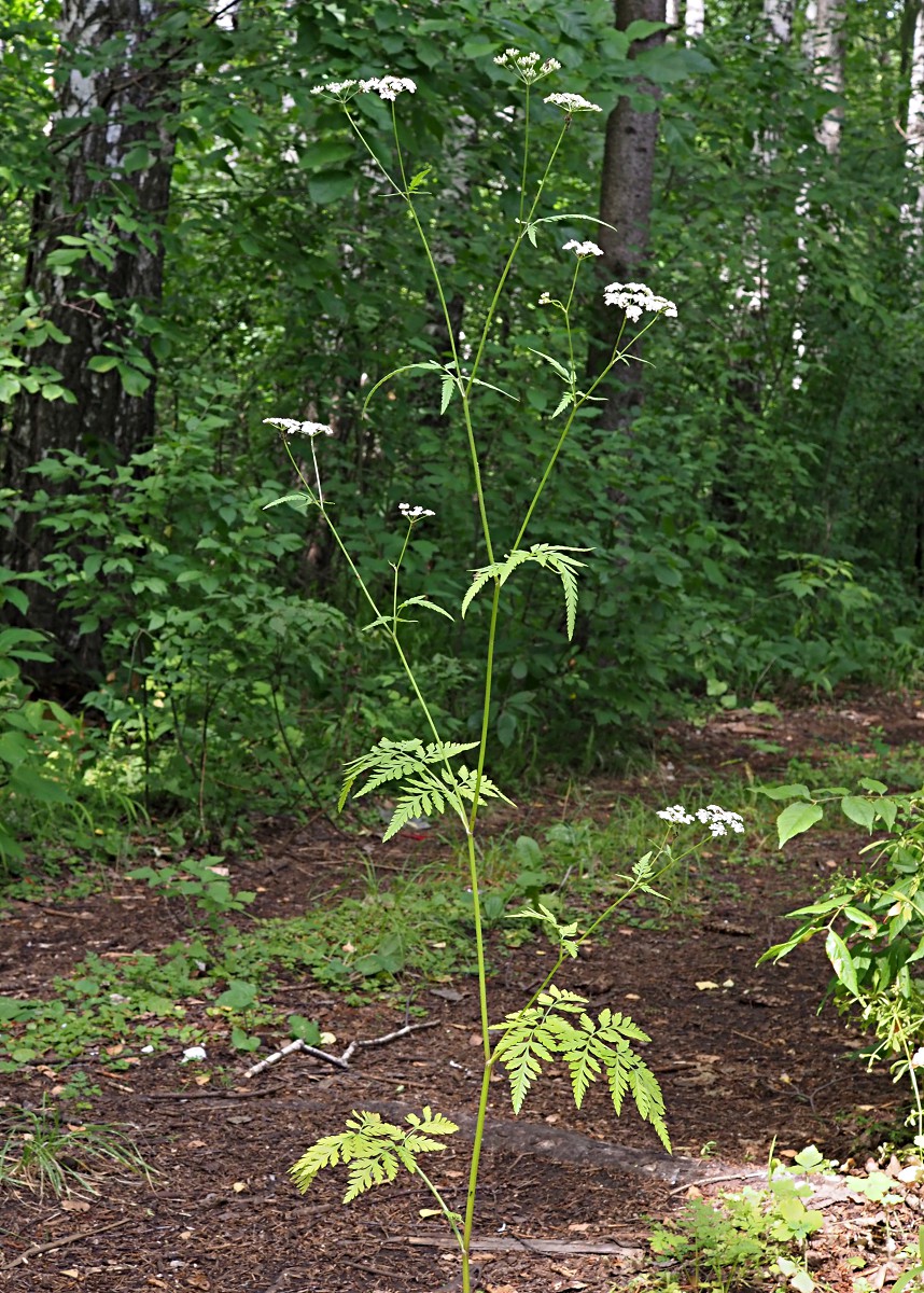 Изображение особи Torilis japonica.