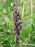 Astragalus uliginosus. Прошлогоднее соплодие. Магаданская обл., г. Магадан, мкр-н Солнечный, окр. дачного посёлка, обочина дороги. 19.07.2022.