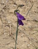 Gladiolus atroviolaceus