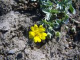 Potentilla tephroleuca