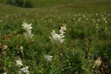 Filipendula ulmaria