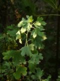 Ribes aureum