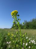 Neslia paniculata