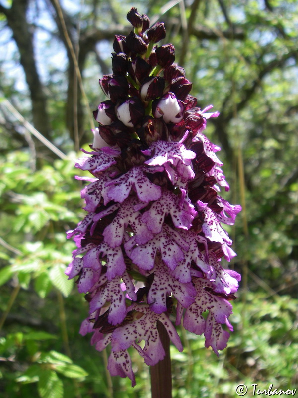 Изображение особи Orchis purpurea.