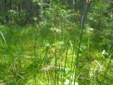 Carex chordorrhiza. Верхушки побегов с соплодиями. Костромская обл., заповедник \"Кологривский лес\", окраина олиготрофного болота на участке коренных ельников. 23 июня 2010 г.