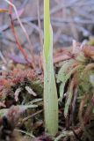 Eriophorum vaginatum