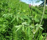 Thalictrum aquilegiifolium. Часть стебля с листьями и нераспустившимся соцветием. Смоленск, сухой луг на склоне холма. 04.06.2011.