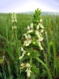 Stachys atherocalyx. Верхушка соцветия. Крым, Симферополь, Долгоруковская яйла. 12 июня 2011 г.