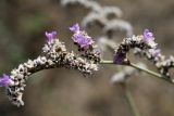 Limonium reniforme