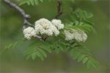 Sorbus aucuparia подвид glabrata. Верхушка побега с соцветиями. Мурманская обл., Ловозерский р-н, окр. горы Макзапахк (Макзабак). 01.07.2011.