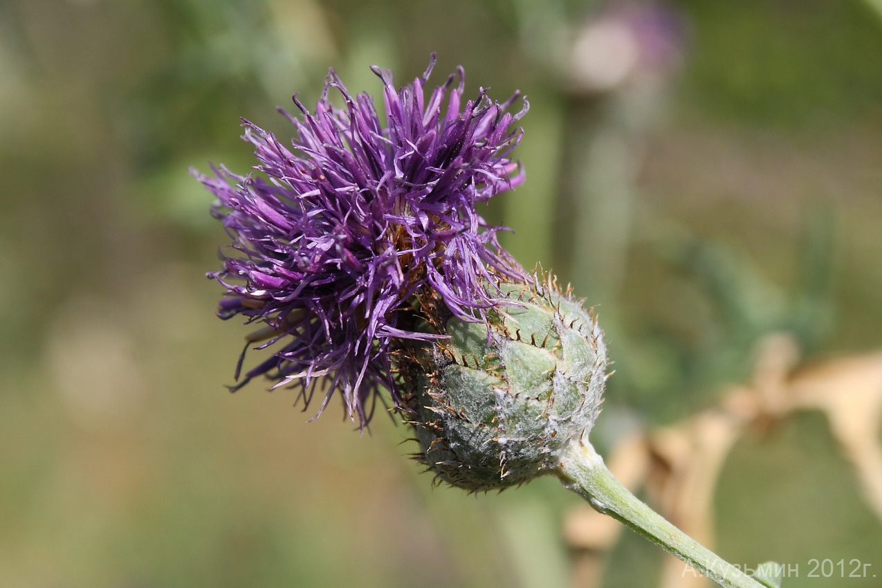 Изображение особи Centaurea pseudocoriacea.