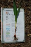 Colchicum autumnale