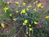 Youngia tenuifolia