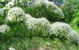 Spiraea media