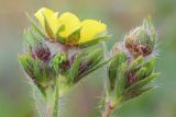 Potentilla recta подвид pilosa. Цветок и бутоны. Ростовская обл., Неклиновский р-н, Николаевское с/п, балка. 24.05.2013.