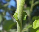 Salix caprea