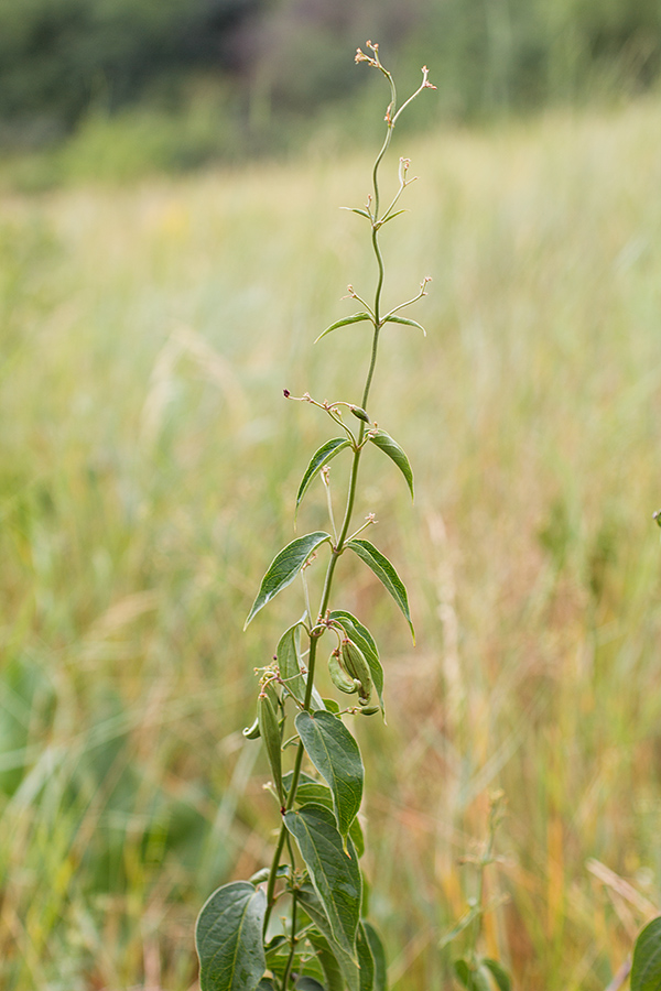 Image of Vincetoxicum donetzicum specimen.