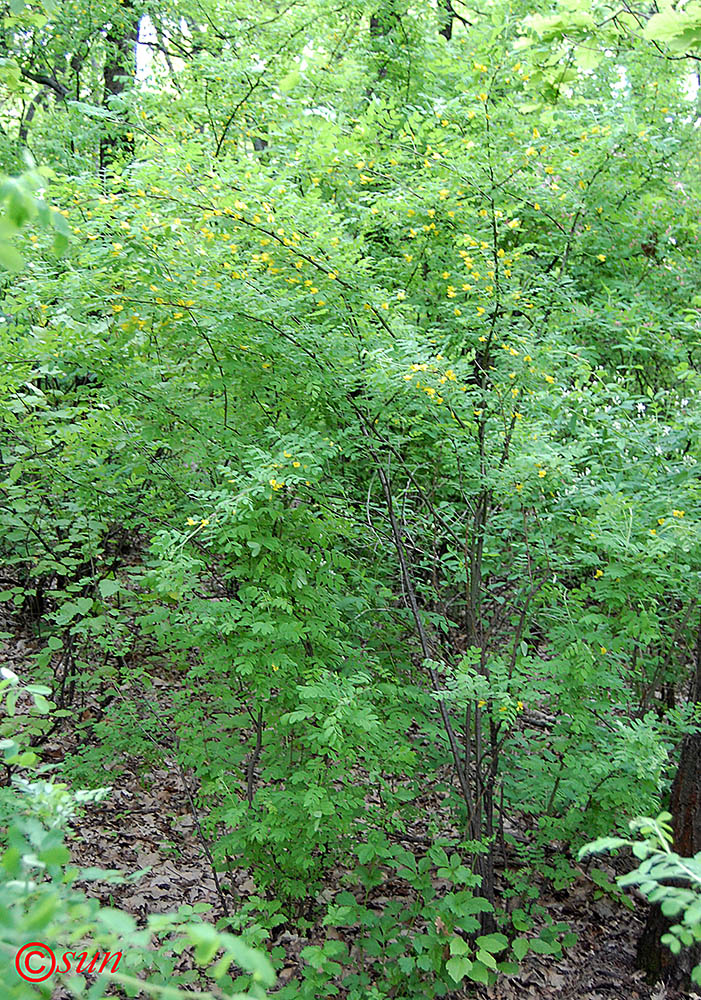 Изображение особи Caragana arborescens.