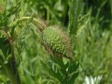 Papaver rhoeas