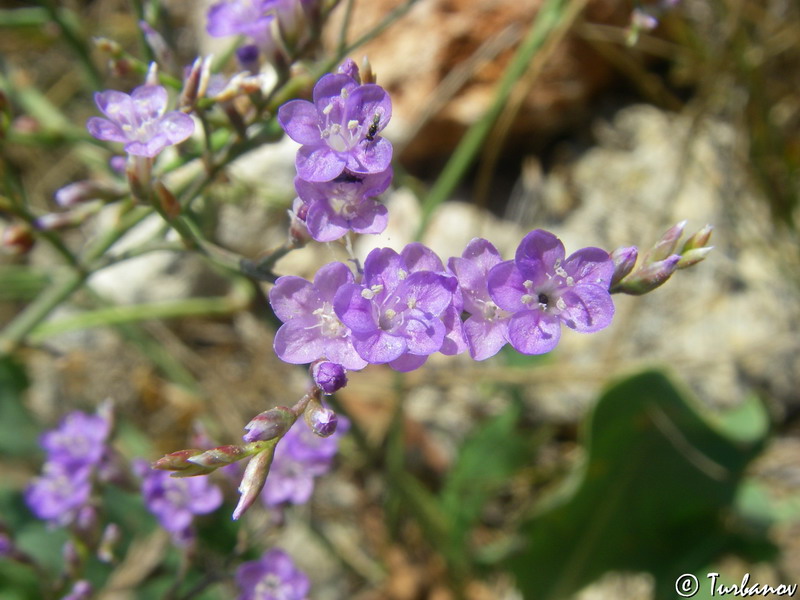 Изображение особи Limonium scoparium.