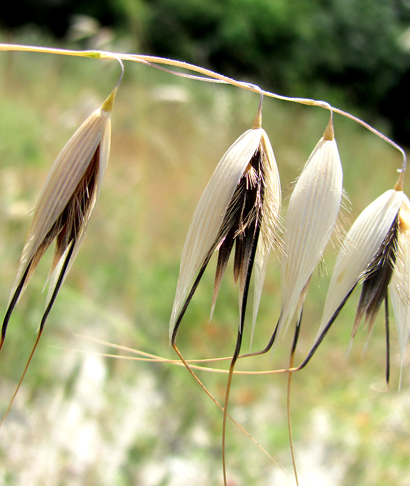 Изображение особи Avena persica.