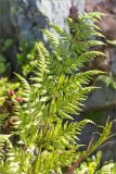 Dryopteris assimilis