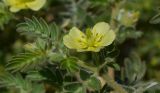 Tribulus macropterus