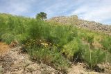 Tanacetum turlanicum