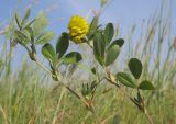 Trifolium campestre