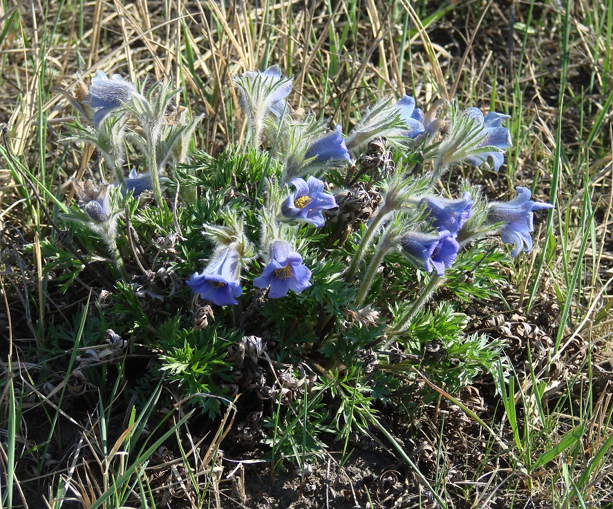 Изображение особи Pulsatilla regeliana.