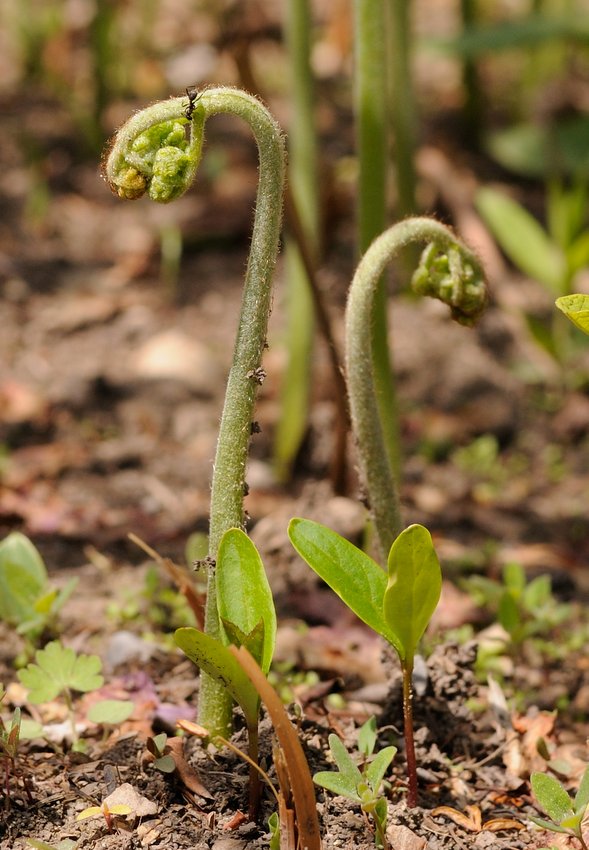 Изображение особи род Pteridium.