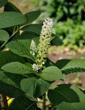 Phytolacca acinosa