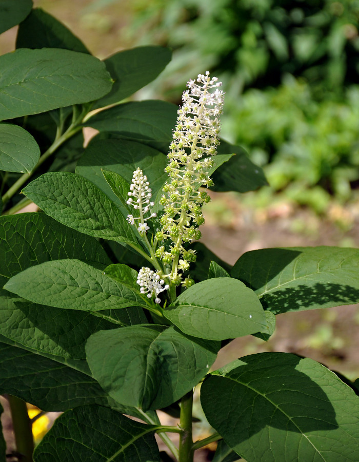 Изображение особи Phytolacca acinosa.