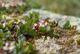 Salix herbacea. Плодоносящие растения со вскрывшимися плодами. Мурманская обл., Кольский р-н, окр. пос. Дальние Зеленцы, окр. Столбового озера, склон сев. экспозиции небольшой сопки, нивальное травяно-ивково-моховое сообщество. 25.07.2016.