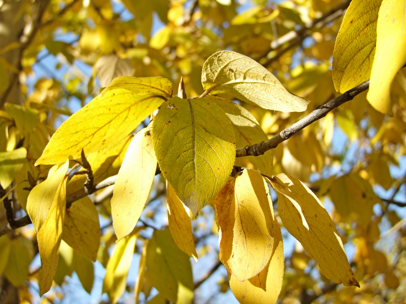 Изображение особи Populus suaveolens.