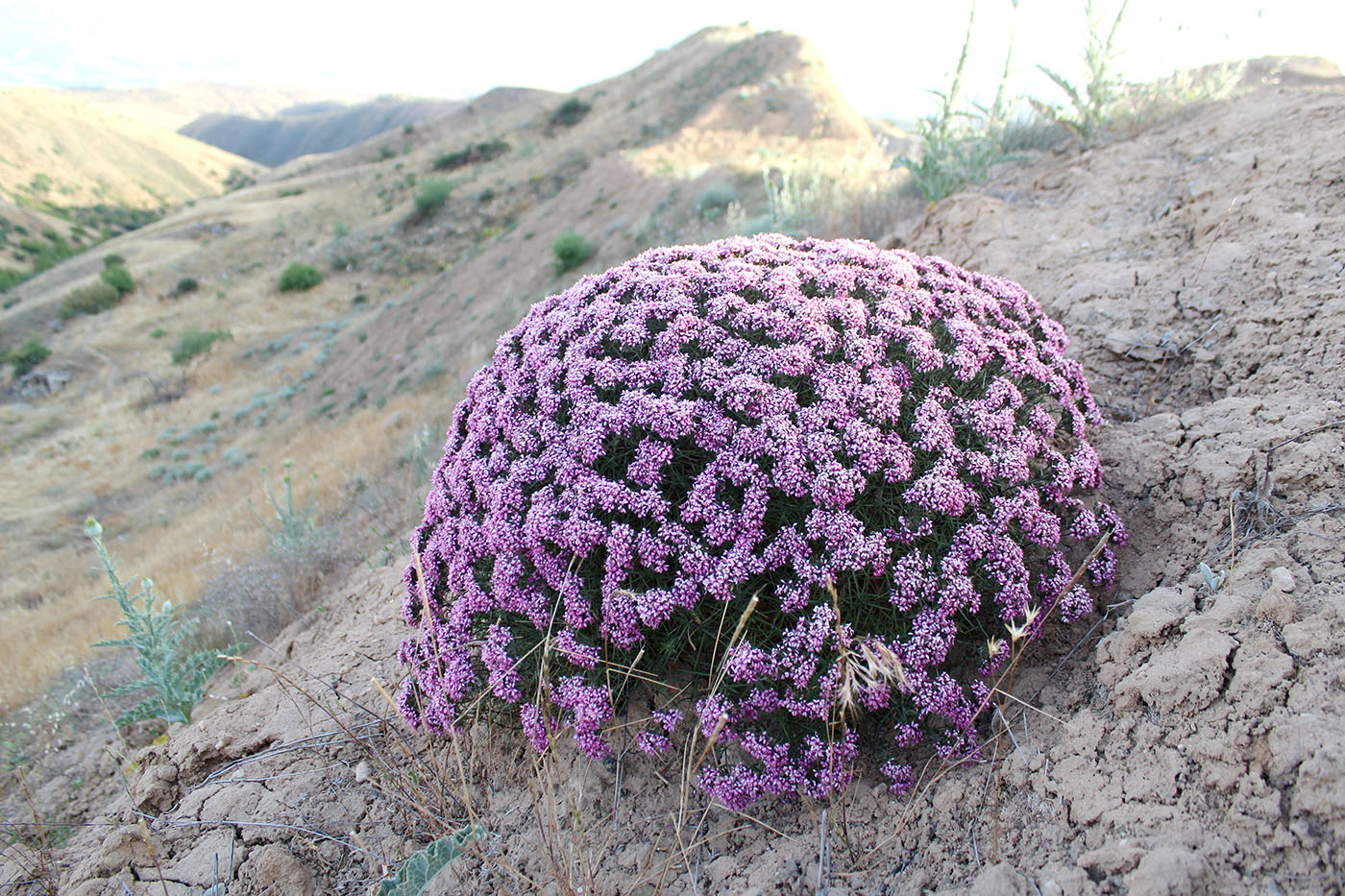 Изображение особи род Acanthophyllum.