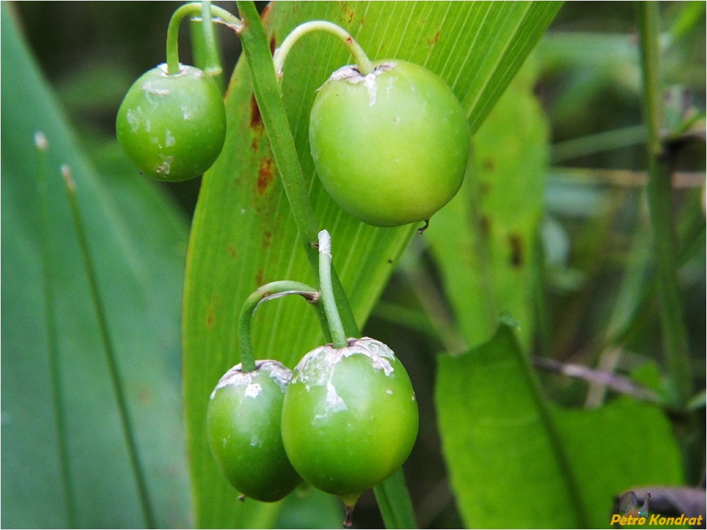 Изображение особи Convallaria majalis.