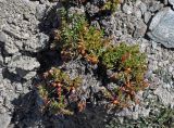 Rhodiola gelida. Вегетирующие и плодоносящее растения с галлами. Таджикистан, Фанские горы, перевал Алаудин, ≈ 3700 м н.у.м., каменистый сухой склон. 05.08.2017.