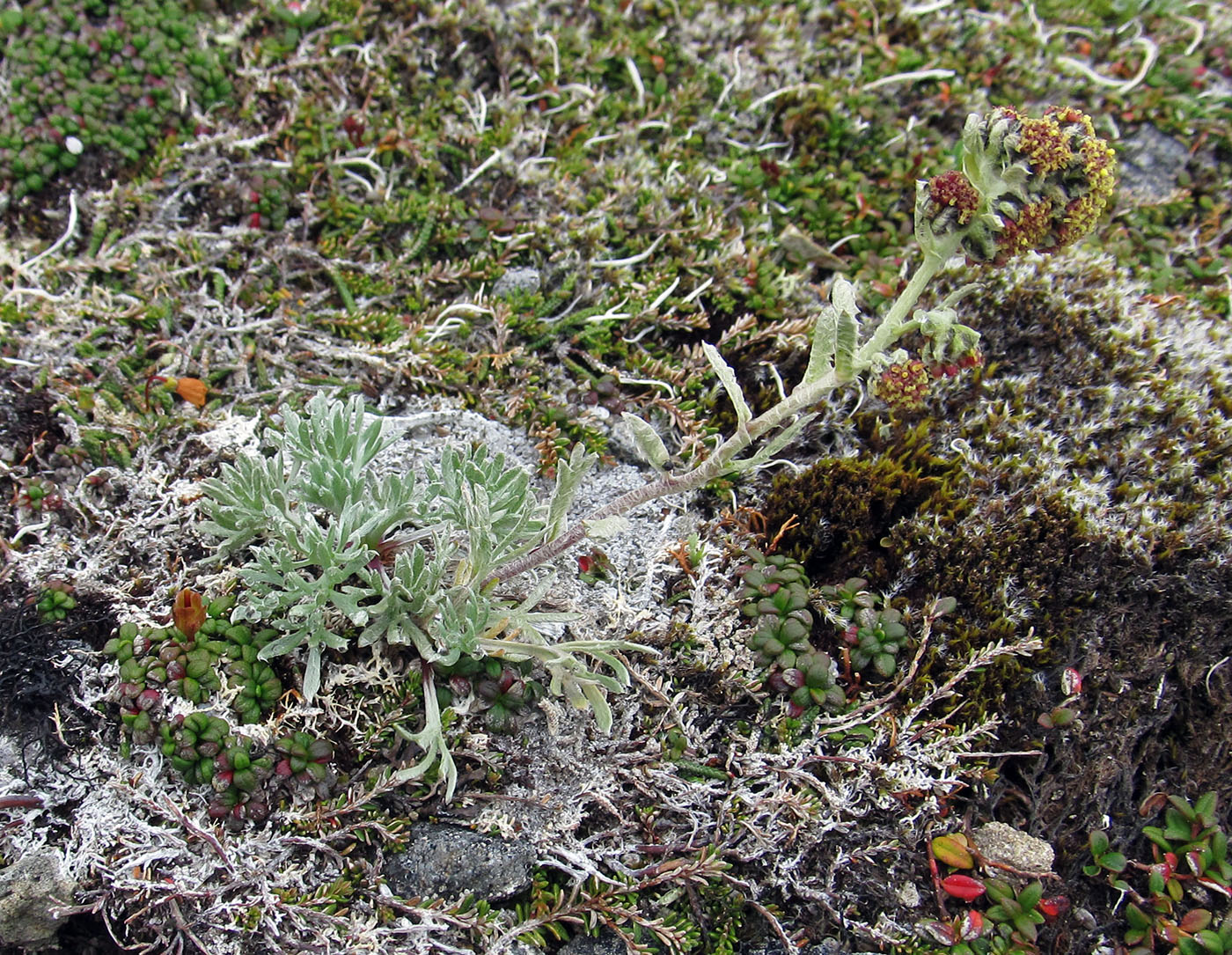 Изображение особи Artemisia furcata.