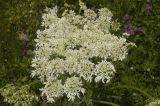 род Heracleum. Соцветие. Кабардино-Балкария, Эльбрусский р-н, склон горы Чегет. Начало августа 2010 г.