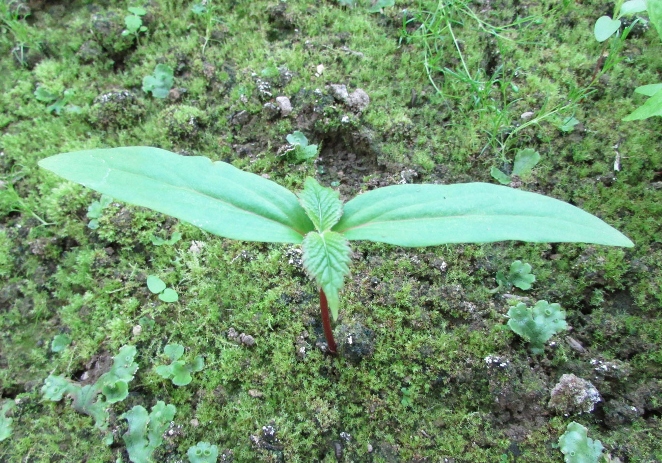 Изображение особи Davidia involucrata.