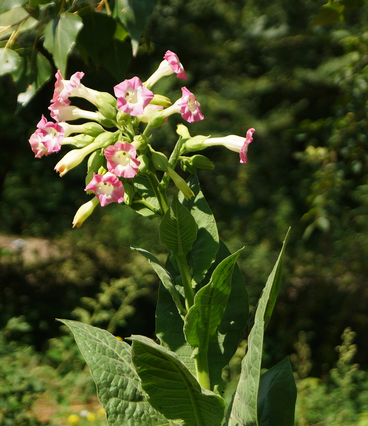 Изображение особи Nicotiana tabacum.